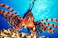 lion-fish-big-01.jpg