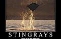 motivational-posters-stingrays-flying-out-of-the-w1-jpg.jpg