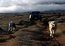 south_slope_ebony_dogs.jpg