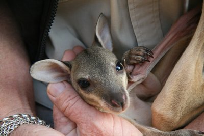 Agile Wallaby Joey