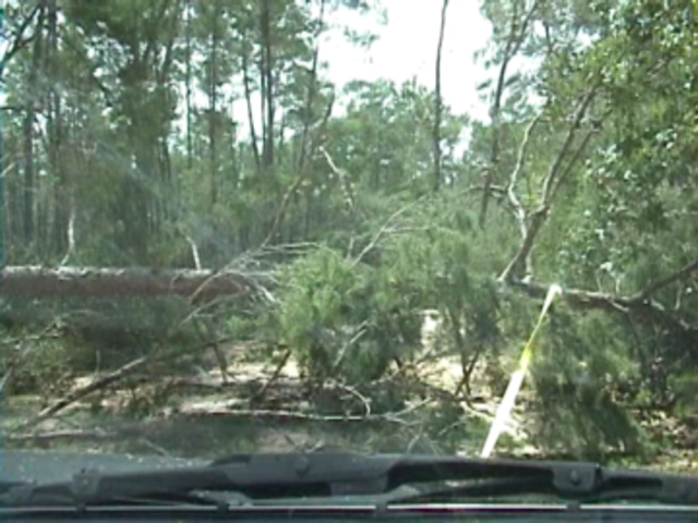 joe_vs_tree_01