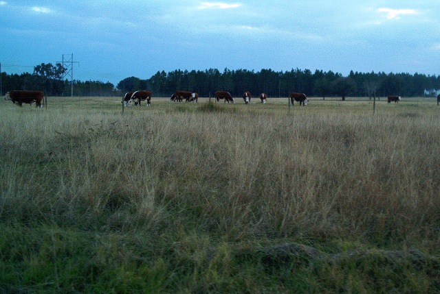 Some of the Locals!