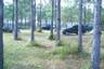 793read_between_the_trees_.jpg